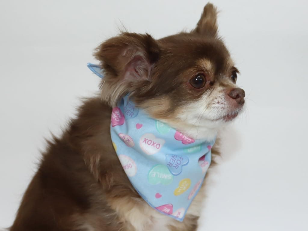 CHAMMY Stylish Dog Bandana 12-Pack